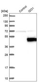 Anti-IDO1 antibody produced in rabbit Prestige Antibodies&#174; Powered by Atlas Antibodies, affinity isolated antibody, buffered aqueous glycerol solution