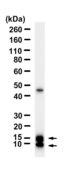 Anti-IGF2 Antibody, clone 2G15 ZooMAb&#174; Rabbit Monoclonal recombinant, expressed in HEK 293 cells