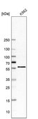 Anti-CDK8 antibody produced in rabbit Prestige Antibodies® Powered by Atlas Antibodies, affinity isolated antibody