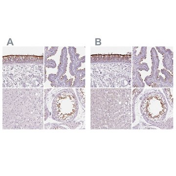 Anti-ROPN1L antibody produced in rabbit affinity isolated antibody, buffered aqueous glycerol solution