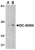 Monoclonal Anti-DC-SIGN [8B6] antibody produced in mouse affinity purified immunoglobulin (IgG)