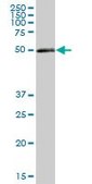 Anti-PDIA3 antibody produced in mouse purified immunoglobulin, buffered aqueous solution