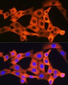 Anti-JNK1 antibody produced in rabbit