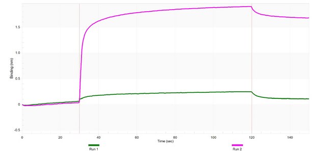 Anti-SIRT2 Antibody, clone 1D4 ZooMAb&#174; Rabbit Monoclonal recombinant, expressed in HEK 293 cells