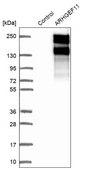 Anti-ARHGEF11 antibody produced in rabbit Prestige Antibodies&#174; Powered by Atlas Antibodies, affinity isolated antibody, buffered aqueous glycerol solution