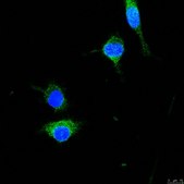 Anti-Pancreatic Polypeptide from rabbit