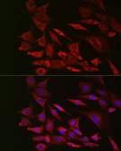 Anti- PTEN antibody produced in rabbit
