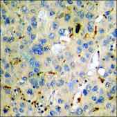 Anti-phospho-CXCR4 (pSer339) antibody produced in rabbit affinity isolated antibody