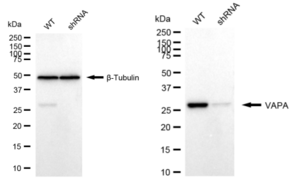 KD-Validated Anti VAMP Associated Protein A Antibody, clone 24GB2580, Rabbit Monoclonal clone 24GB2580, recombinant rabbit monoclonal, expressed in HEK293 cells
