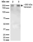 Monoclonal Anti-Gfap - Rpe antibody produced in mouse clone S206A-8, purified immunoglobulin