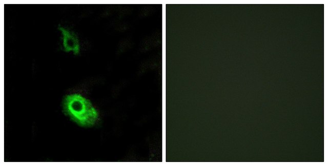 Anti-EDG3 antibody produced in rabbit affinity isolated antibody
