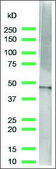 Anti-beta-Actin antibody, Rabbit monoclonal recombinant, expressed in proprietary host, clone SP124, affinity isolated antibody