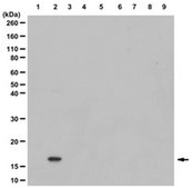 Anti-acetyl-Histone H3 (Lys56) Antibody from rabbit, purified by affinity chromatography