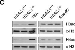 Anti-acetyl-Histone H4 Antibody 1&#160;mg/mL, Upstate&#174;