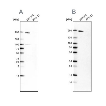 Anti-PBRM1 antibody produced in rabbit Prestige Antibodies&#174; Powered by Atlas Antibodies, affinity isolated antibody, buffered aqueous glycerol solution