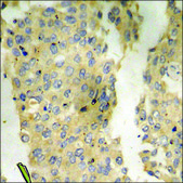 Anti-phospho-CaMK2 (pThr286) antibody produced in rabbit affinity isolated antibody