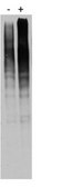 Anti-Ubiquitin (pan) Antibody, UbiSite&#8482; ,clone 2G7B8 clone 2G7B8, from mouse