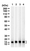 Anti-GABARAP Antibody, clone 2L12 ZooMAb® Rabbit Monoclonal recombinant, expressed in HEK 293 cells