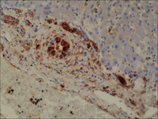 Anti-GST3/GST pi antibody, Rabbit monoclonal recombinant, expressed in HEK 293 cells, clone RM347, purified immunoglobulin