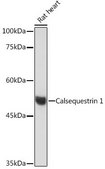 Anti-Calsequestrin 1 antibody produced in rabbit