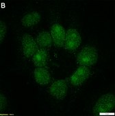 Anti-Phospho-IκBα-Ser32/36 Antibody, clone 1I11 ZooMAb&#174; Rabbit Monoclonal recombinant, expressed in HEK 293 cells
