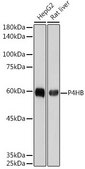 Anti-P4HB antibody produced in rabbit