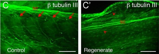Anti-&#946;-Tubulin III antibody produced in rabbit affinity isolated antibody, buffered aqueous solution