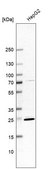 Anti-DAO antibody produced in rabbit Prestige Antibodies&#174; Powered by Atlas Antibodies, affinity isolated antibody, buffered aqueous glycerol solution