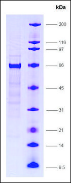 RXR&#946; isoform, GST tagged human recombinant, expressed in E. coli, &#8805;80% (SDS-PAGE)