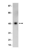 Anti-MEK1 Antibody Upstate&#174;, from rabbit