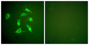 Anti-PDGFR α antibody produced in rabbit affinity isolated antibody