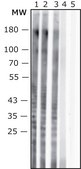 Anti- Proteus mirabilis antibody produced in rabbit IgG fraction of antiserum