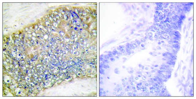 Anti-TALL-2 antibody produced in rabbit affinity isolated antibody