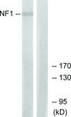 Anti-NF1 antibody produced in rabbit affinity isolated antibody