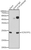 Anti-TCTP/TPT1 antibody produced in rabbit