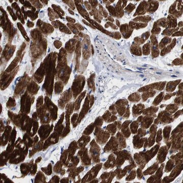Anti-SHD antibody produced in rabbit Prestige Antibodies&#174; Powered by Atlas Antibodies, affinity isolated antibody, buffered aqueous glycerol solution