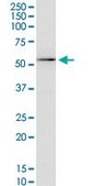 Monoclonal Anti-KCNA3 antibody produced in mouse clone 1D8, purified immunoglobulin, buffered aqueous solution