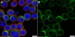 Anti-IL-13 Antibody, clone 1B10 ZooMAb&#174; Rabbit Monoclonal recombinant, expressed in HEK 293 cells