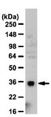 Anti-HAX-1 Antibody from rabbit, purified by affinity chromatography