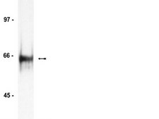 Anti-HDAC1 Antibody Upstate&#174;, from rabbit