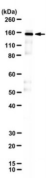 Anti-KDM3A/JMJD1A Antibody, clone F0231