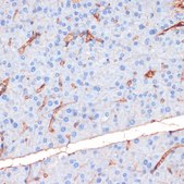 Anti-Phospho-eNOS-S1177 antibody produced in rabbit