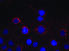 Anti-ERBB2 (Ab-1221/1222) antibody produced in rabbit affinity isolated antibody