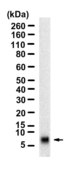Anti-EGF Antibody, clone 2G3 ZooMAb&#174; Rabbit Monoclonal recombinant, expressed in HEK 293 cells