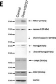 Anti-Nanog Antibody serum, Chemicon&#174;