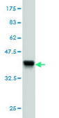 Monoclonal Anti-TTN antibody produced in mouse clone 7D3, purified immunoglobulin, buffered aqueous solution