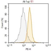Anti-WRN Antibody, clone 20A11.1 ZooMAb&#174; Mouse Monoclonal recombinant, expressed in HEK 293 cells