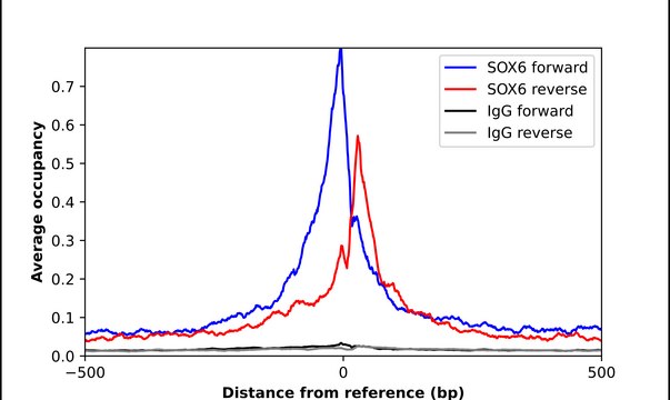 Anti-SOX6 antibody produced in rabbit Ab2, Prestige Antibodies&#174; Powered by Atlas Antibodies, affinity isolated antibody, buffered aqueous glycerol solution