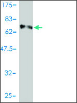 Monoclonal Anti-E2F8 antibody produced in mouse clone 3E9-2F5, purified immunoglobulin, buffered aqueous solution