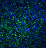 Anti-TLR4 antibody produced in rabbit affinity isolated antibody, buffered aqueous solution